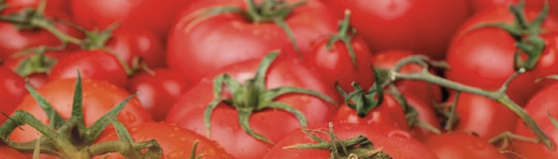 Tomate